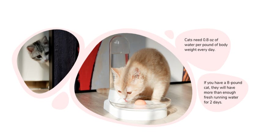Cat Water Drinking Information