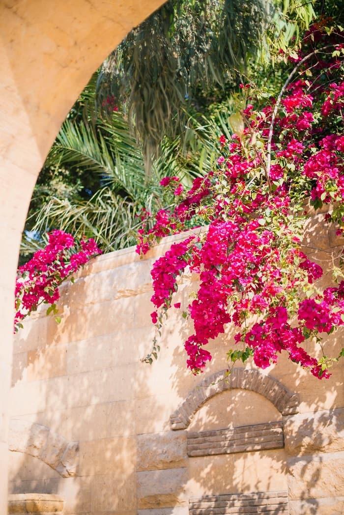 bougainvillea